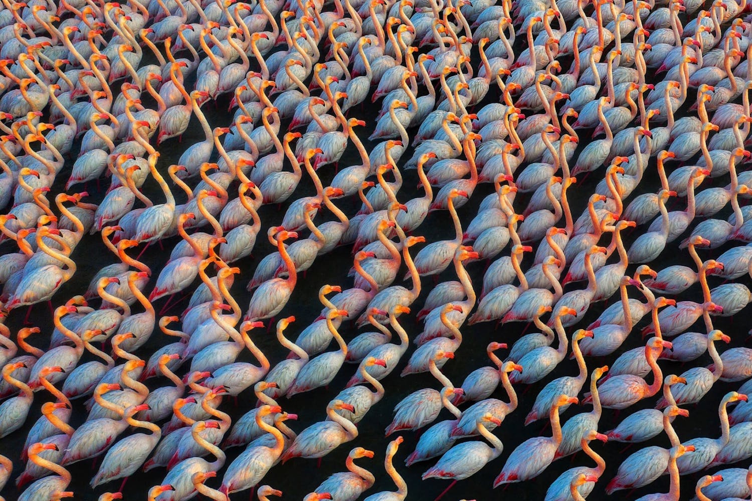 Solidarity Årets bedste drone i Wildlife-kategorien.